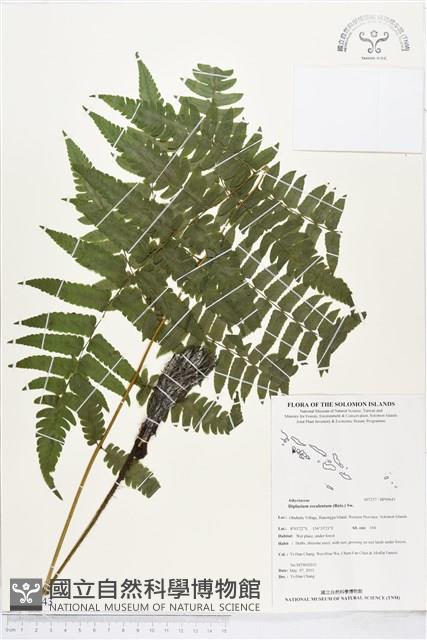 過溝菜蕨藏品圖，第1張