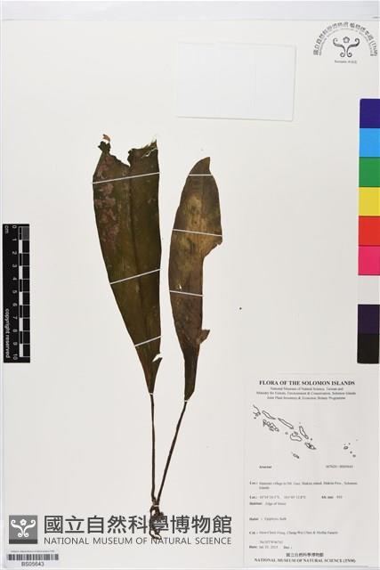 登錄號:BS05643藏品圖，第1張