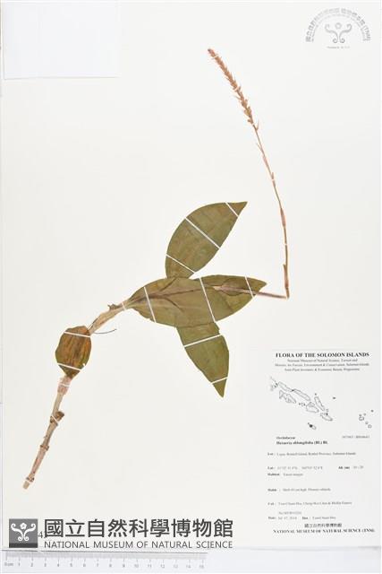 長橢圓葉伴蘭藏品圖，第1張