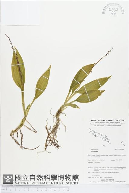 登錄號:BS03643藏品圖，第1張