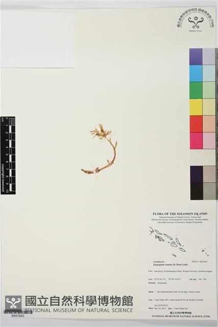 高士佛上鬚蘭、泛亞上鬚蘭藏品圖，第1張