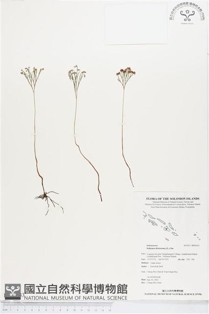 分枝莎草蕨藏品圖，第1張