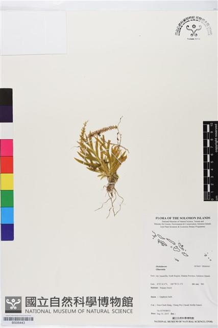 登錄號:BS06443藏品圖，第1張
