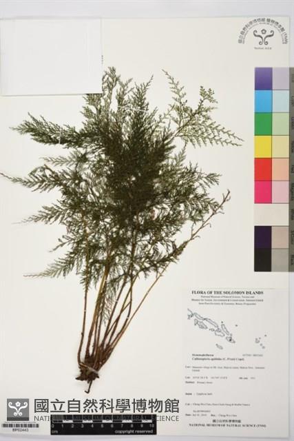 毛桿蕨藏品圖，第1張