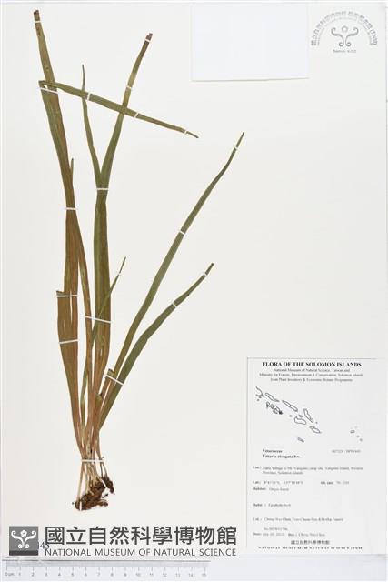 唇邊書帶蕨藏品圖，第1張