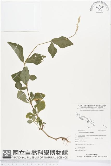 假川牛膝藏品圖，第1張