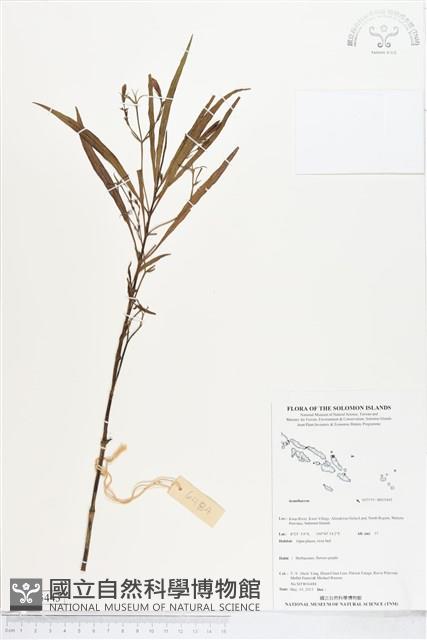 登錄號:BS05443藏品圖，第1張