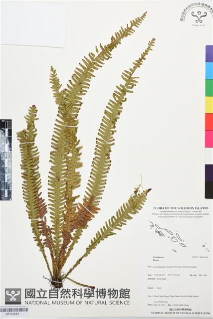 登錄號:BP03443藏品圖，第1張