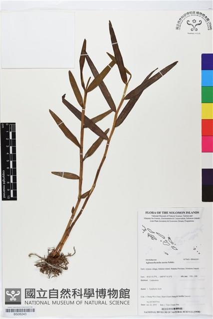 登錄號:BS06243藏品圖，第1張