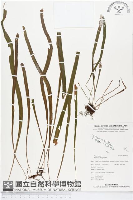 唇邊書帶蕨藏品圖，第1張