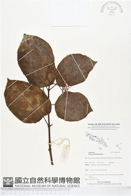 臭娘子、牛骨仔樹藏品圖，第1張