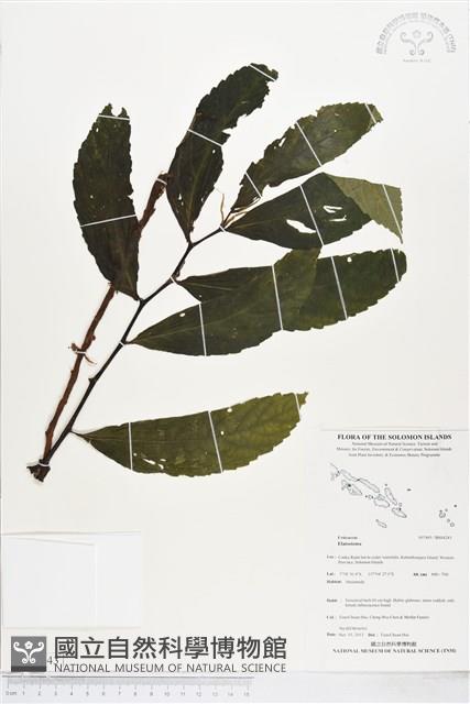 登錄號:BS04243藏品圖，第1張