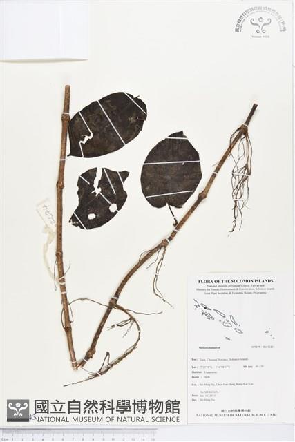 登錄號:BS03243藏品圖，第1張