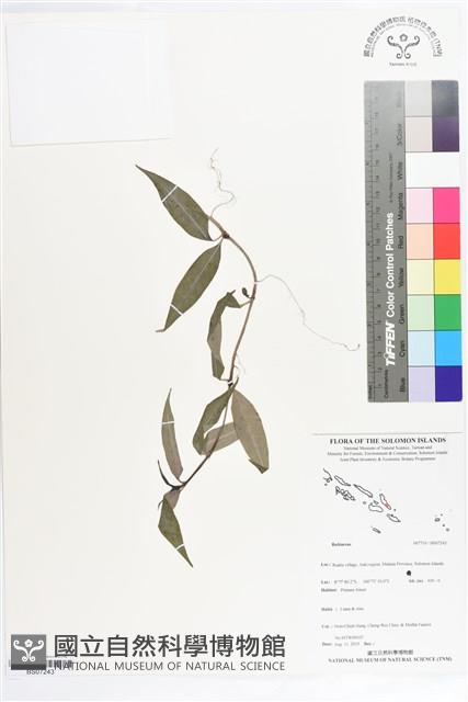 登錄號:BS07243藏品圖，第1張