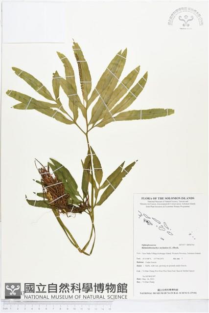 錫蘭七指蕨藏品圖，第1張