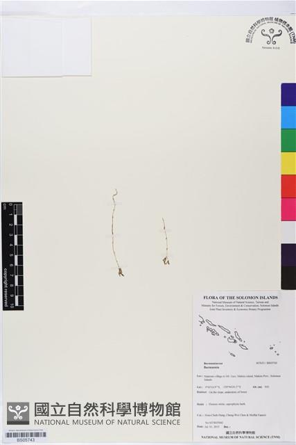 登錄號:BS05743藏品圖，第1張