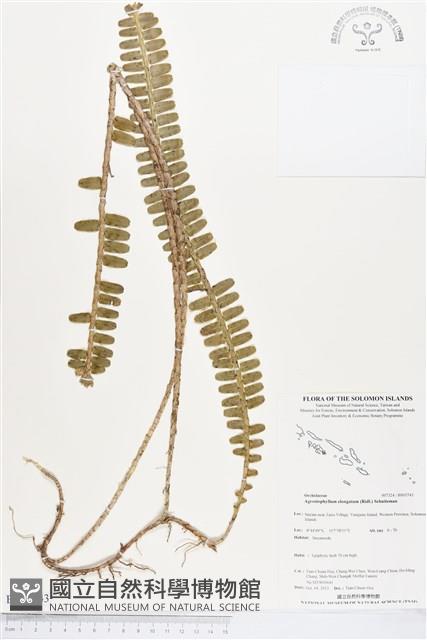 登錄號:BS03743藏品圖，第1張