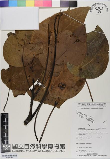 蓮葉桐藏品圖，第1張