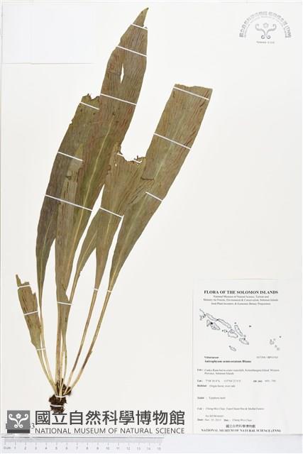 登錄號:BP01543藏品圖，第1張