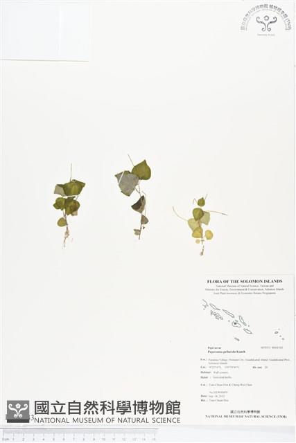 草胡椒藏品圖，第1張