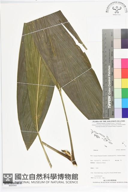 登錄號:BS05543藏品圖，第1張