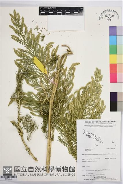 登錄號:BP03543藏品圖，第1張