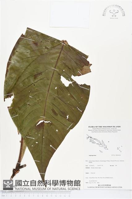 登錄號:BS04943藏品圖，第1張