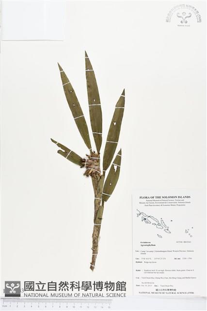 登錄號:BS03943藏品圖，第1張