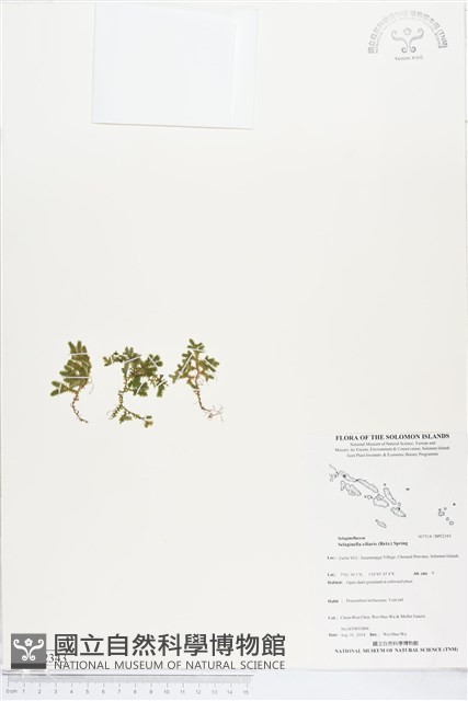 緣毛卷柏藏品圖，第1張