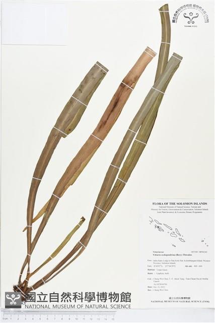 登錄號:BP00343藏品圖，第1張