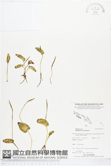 網脈瓶爾小草藏品圖，第1張