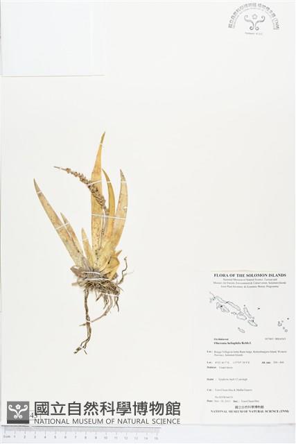 登錄號:BS04343藏品圖，第1張