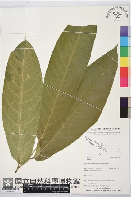 登錄號:BS07343藏品圖，第1張