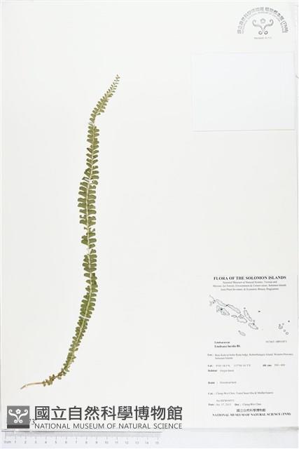 方柄鱗始蕨藏品圖，第1張