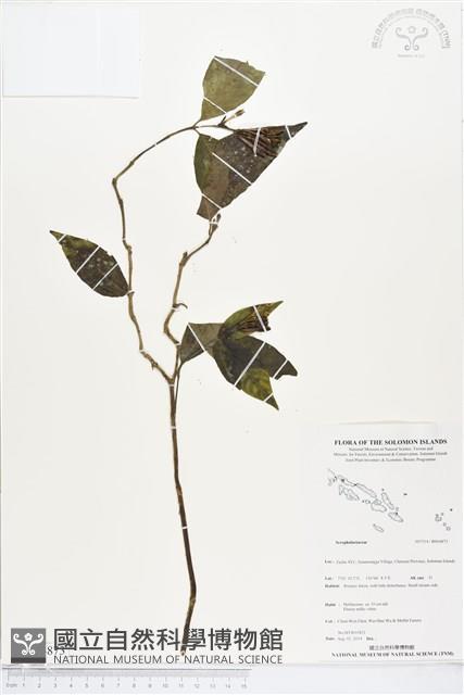 登錄號:BS04873藏品圖，第1張