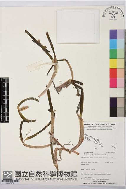 泰來藻藏品圖，第1張