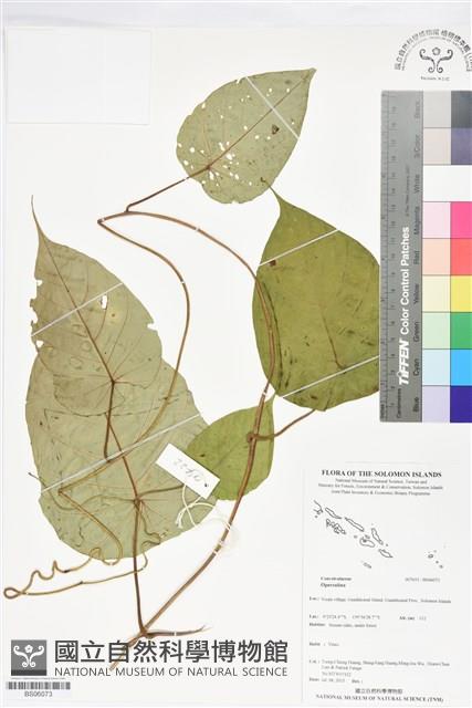 登錄號:BS06073藏品圖，第1張