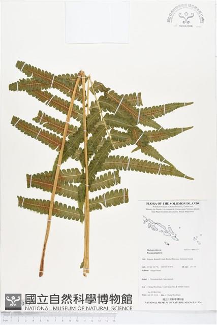 登錄號:BP02073藏品圖，第1張