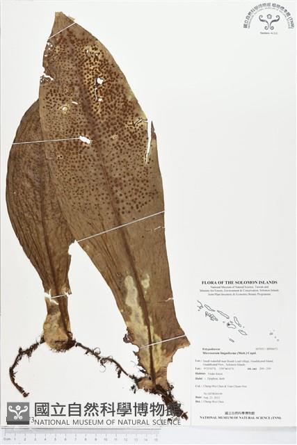 登錄號:BP00073藏品圖，第1張