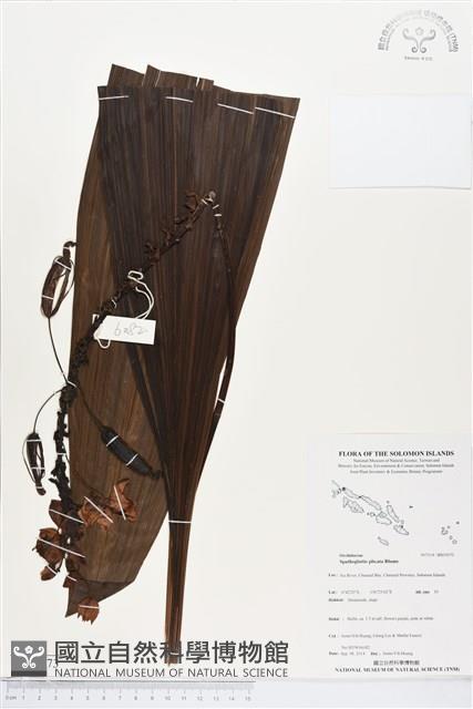 紫苞舌蘭、紫蘭藏品圖，第1張