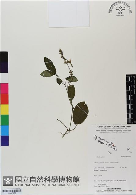 登錄號:BS07073藏品圖，第1張