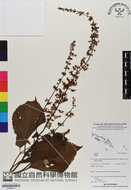 登錄號:BS06673藏品圖，第1張