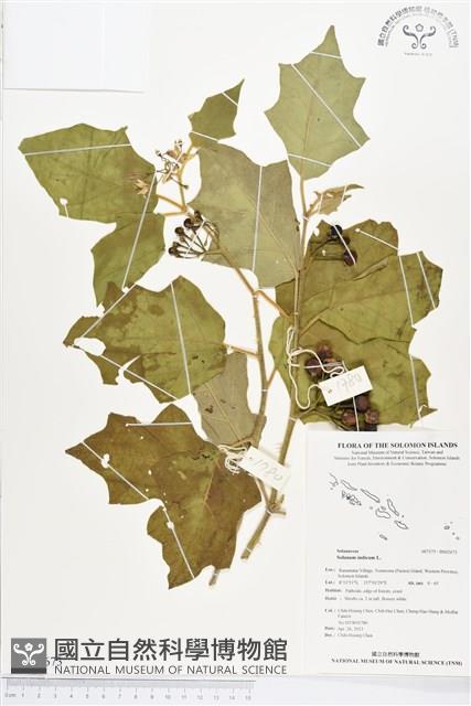 印度茄藏品圖，第1張