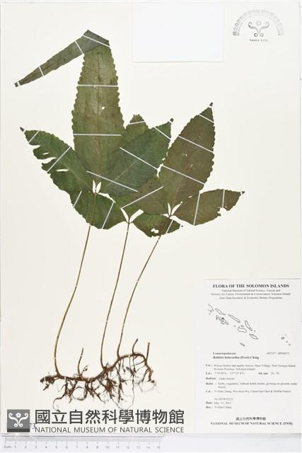 尾葉實蕨藏品圖，第1張