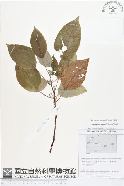 銀背落尾麻藏品圖，第1張