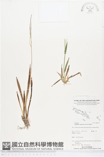 地毯草藏品圖，第1張