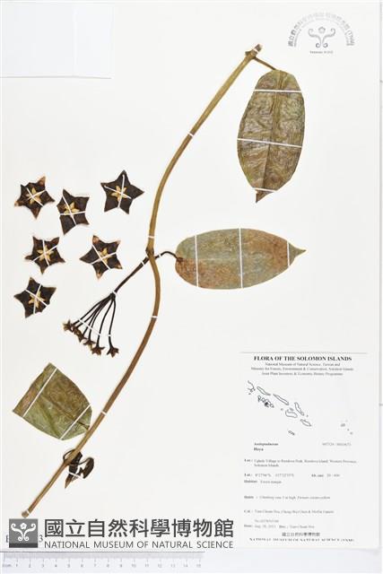 登錄號:BS03673藏品圖，第1張