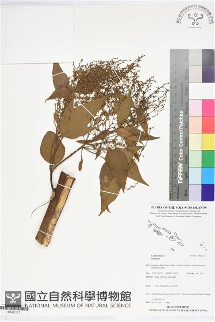 登錄號:BS06173藏品圖，第1張
