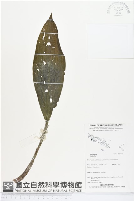 登錄號:BS04173藏品圖，第1張