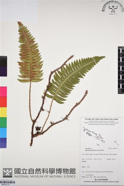 馬來陰石蕨藏品圖，第1張